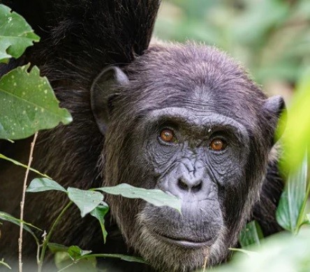 E-visum Oeganda aanvragen