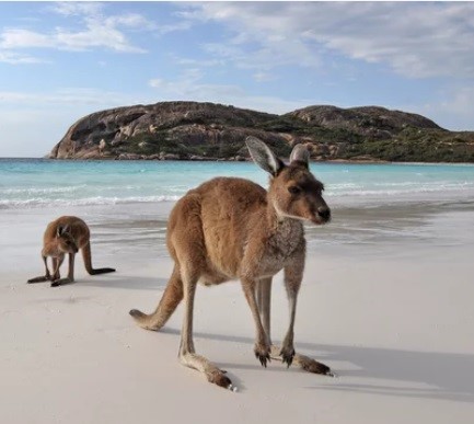 Visum aanvragen Australië